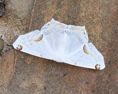 Sericoptera mahometaria