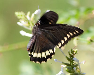 Polydamas Swallowtail
