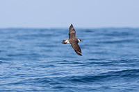 Pomarine Jaeger