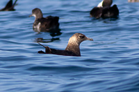 Pomarine Jaeger