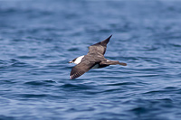 Pomarine Jaeger