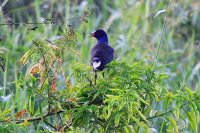 Purple Gallinule