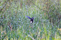Purple Gallinule