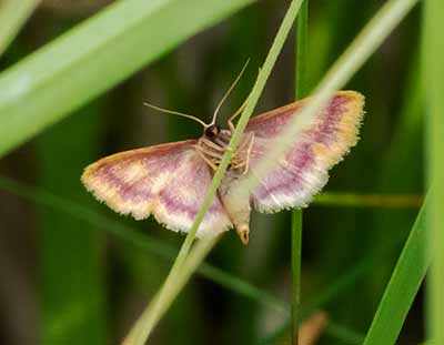Purple-bordered Gold