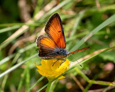 Purple-edged Copper