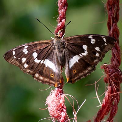 Purple Emperor