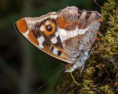 Purple Emperor