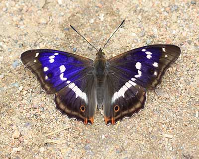 Purple Emperor