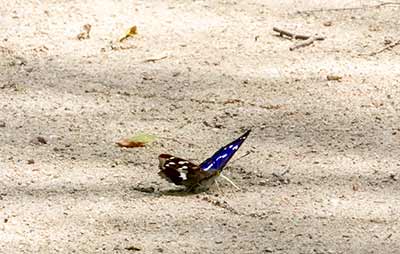 Purple Emperor