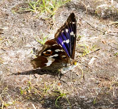 Purple Emperor