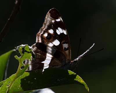 Purple Emperor