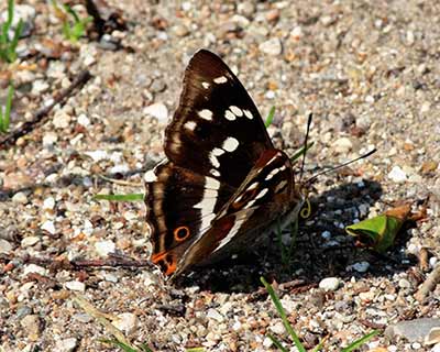 Purple Emperor