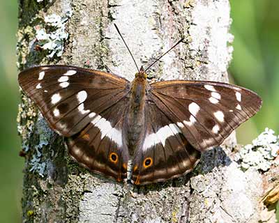Purple Emperor