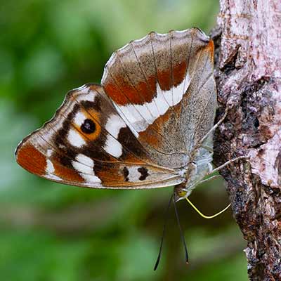 Purple Emperor