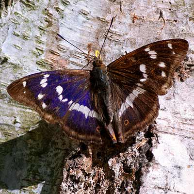 Purple Emperor