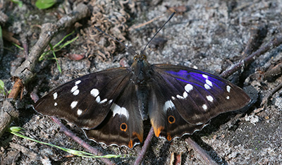 Purple Emperor