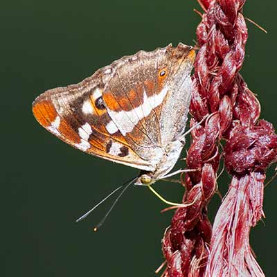 Purple Emperor