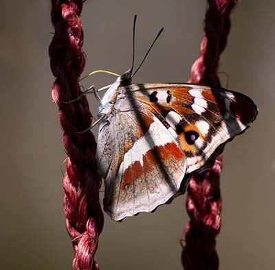 Purple Emperor
