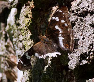 Purple Emperor