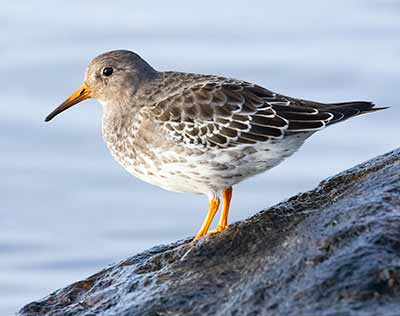 Purple Sandpiper