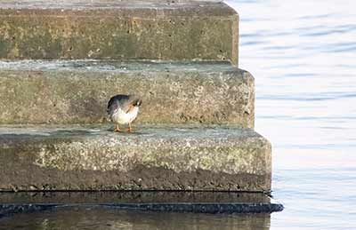 Purple Sandpiper