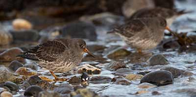 Purple Sandpiper