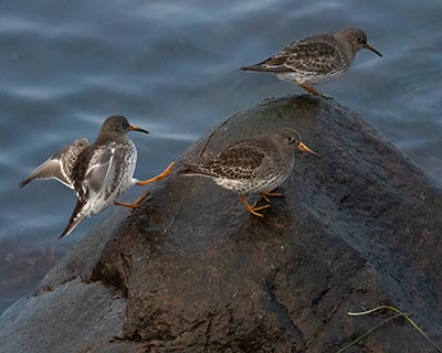 Purple Sandpiper