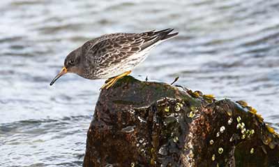 Purple Sandpiper