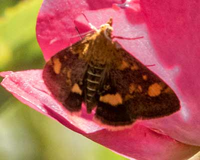 Mint Moth