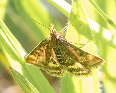 Straw-barred Pearl