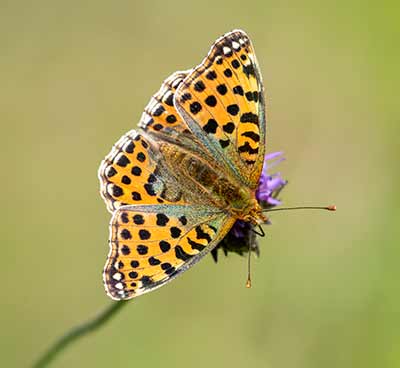 Queen of Spain Fritillary