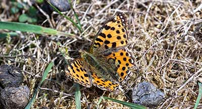 Queen of Spain Fritillary