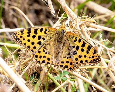 Queen of Spain Fritillary