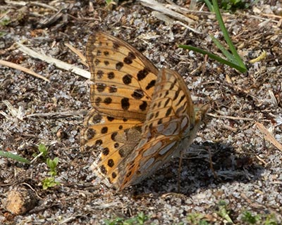 Queen of Spain Fritillary