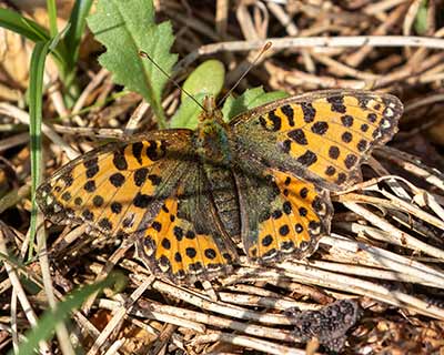 queen of Spain Fritillary