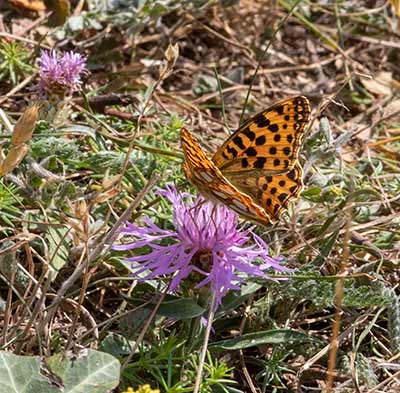 Queen of Spain Fritillary
