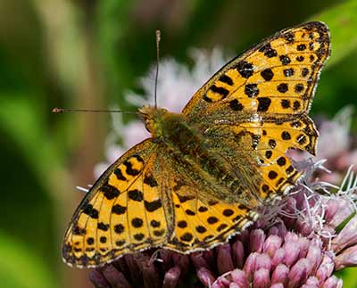 Queen of Spain Fritillary