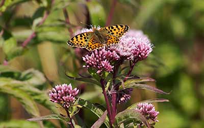 Queen of Spain Fritillary