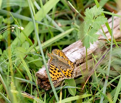 Queen of Spain Fritillary