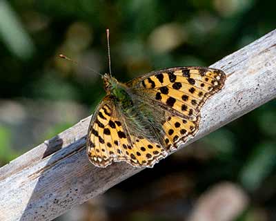 Queen of Spain Fritillary