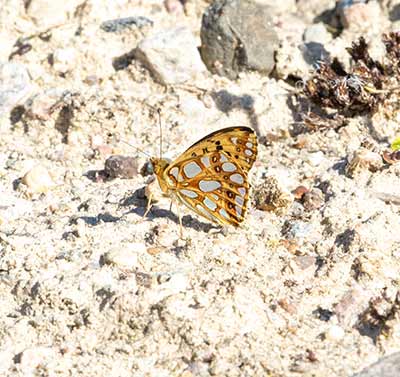Queen of Spain Fritillary