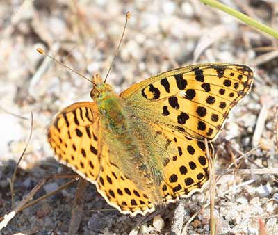 Queen of Spain Fritillary