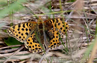 Queen of Spain Fritillary