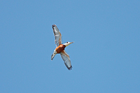 Ringed Kingfisher