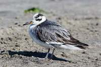 Red Phalarope