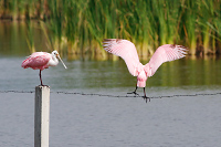Roseate Spoonbill