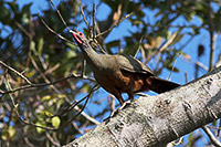 Rufous-bellied Chachalaca