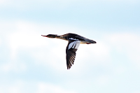 Red-breasted Merganser