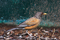 Rufous-backed Robin