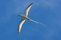 Red-billed Tropicbird